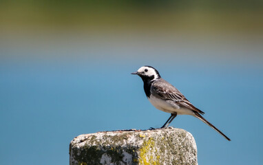 White wagtail on the Rhine