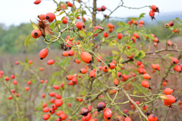 Berries ripen on the branch of a dog rose bush