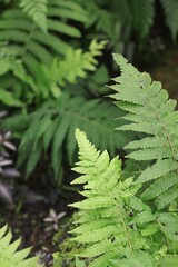 fern leaves