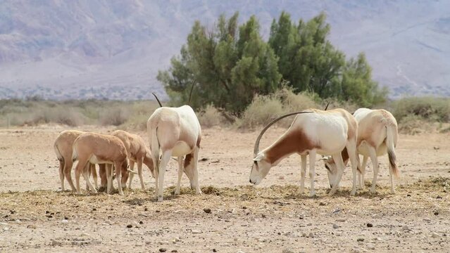 Antelope scimitar horn Oryx (Oryx leucoryx). Due to danger of extinction, the species was introduced from Sahara and adopted in nature reserves of the Middle East