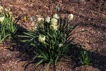 spring in the garden snowdrop flower