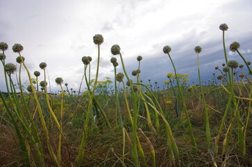 Field cultivated with onions for seed production