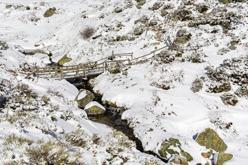 Fototapeta premium snow covered trees in the mountains of guadarrama national park, in Madrid