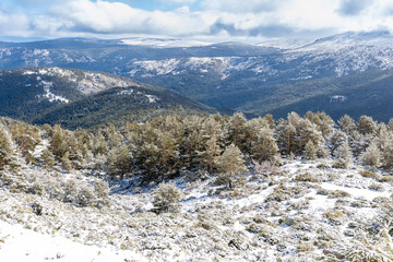 snow covered trees in the mountains of guadarrama national park, in Madrid
