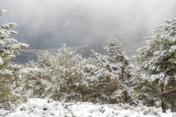 snow covered trees in the mountains of guadarrama national park, in Madrid