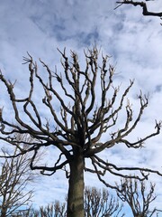 tree in the sky