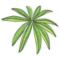 Lupinus polyphyllus large leaf of garden flowers. lupin or bluebonnet long leaved lupine or Bigleaf Lupine meadow plant leaves. Drawing and line art in color on white background. Vector.