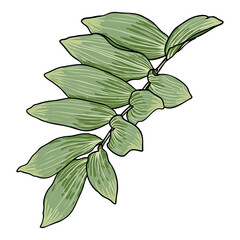Solomon's seal plant leaves. Hand drawn botanical branch with leaf. Vector.