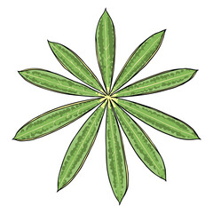 Lupinus polyphyllus large leaf of garden flowers. lupin or bluebonnet long leaved lupine or Bigleaf Lupine meadow plant leaves. Drawing and line art in color on white background. Vector.