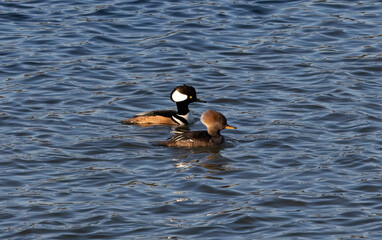 These Hooded Merganser ducks are once again heading in the right direction, hopefully.