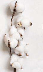 Cotton flowers branch on white top view