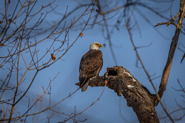 Bald Eagle on branch along river