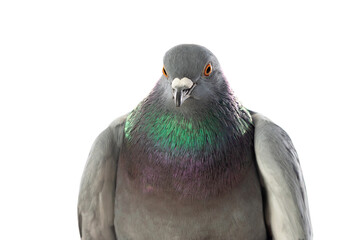 Grey city pigeon. Isolated on white background. Close up Grey dove