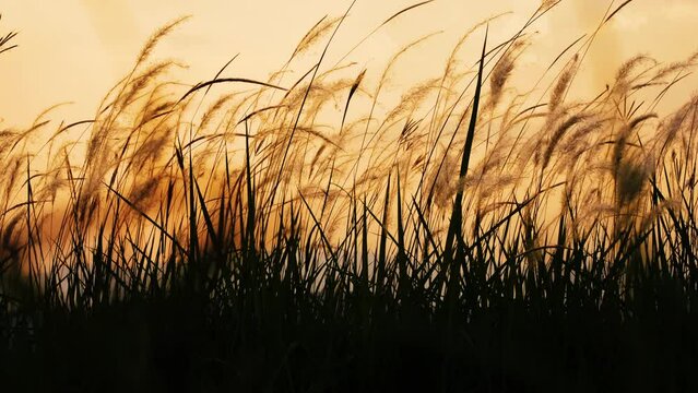 silhouette grass flower in wind blowing with evening light sunset, beautiful in nature, slow motion