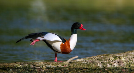 Common shelduck