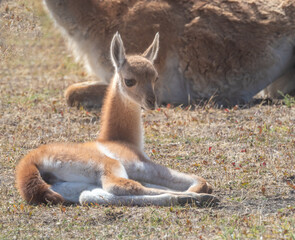 Naklejka na ściany i meble Baby guanaco resting next tp its mother on the grasslands of the Patagonia National Park, Chile