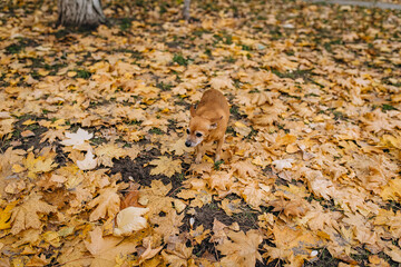Close-up portrait of an old, red-haired pedigreed toy terrier dog walking in a clearing with yellow leaves in autumn in nature.