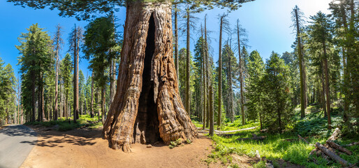 Sequoia National Park in California