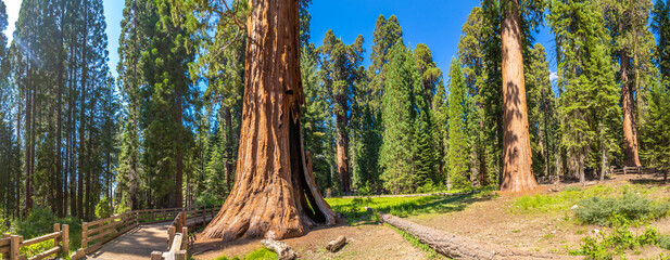 Sequoia National Park in California
