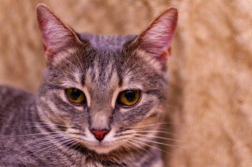 Naklejka na ściany i meble Beautiful gray striped kitty!