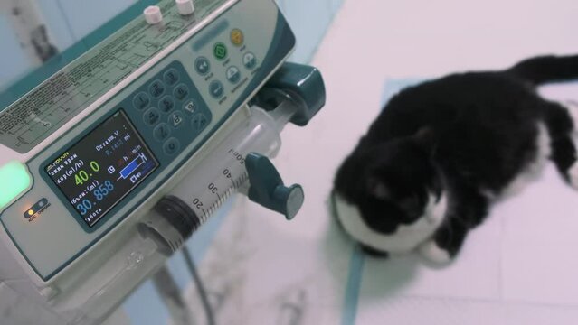 Close-up, working syringe pump monitor, cat on background under dropper iv feeding in veterinary clinic. Animal treatment by infusion pump. Animal rescue intravenous injectio by medical equipment