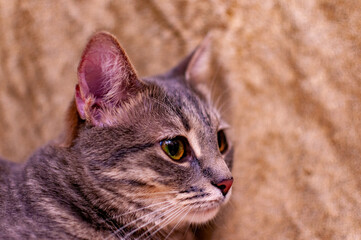 Beautiful gray striped kitty!