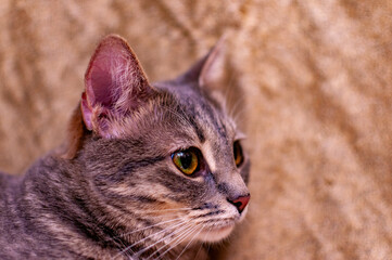 Beautiful gray striped kitty!