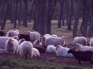 owca zwierzę hodowla wełna las drzewa - obrazy, fototapety, plakaty