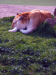 tygrys kot zwierzę dzika natura fauna - obrazy, fototapety, plakaty