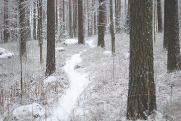 path in a winter forest