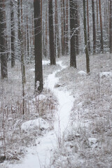 Path in a winter forest.