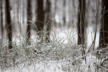 snow in the forest. close up of forest ground during winter.