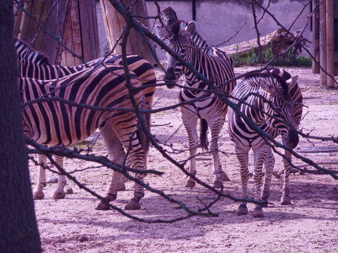 Fototapeta zebra zwierzę dzika natura fauna koniowate afryka