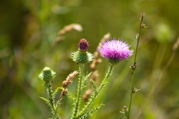 Spiny plumeless thistle flower closeup view with blurred green plants on background