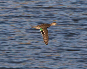 Female Green-winged Teal duck flying over a lake with wings down