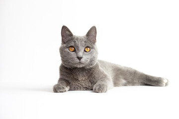 Fototapeta na wymiar British Shorthair blue young cat with orange eyes on a white background isolate