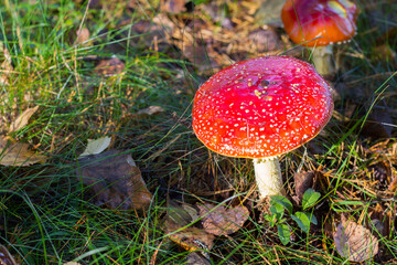 fly mushroom in forest