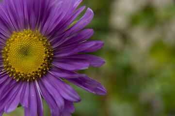 Obraz premium Purple Flower