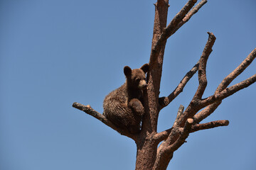 Cinnamon Black Bear Cub Sitting on a Tree Branch © dejavudesigns