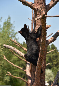 Juvenile Black Bear Cub Climbing a Tree