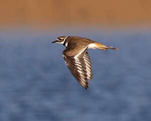Killdeer flying along a lake shore with wings down