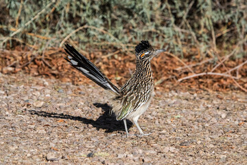 Greater Roadrunner (Geococcyx californianus) Showing Off