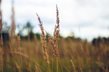 Fototapeta premium grass in the wind