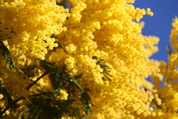 Fototapeta na wymiar Fleurs de mimosa # 43
