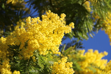 Fleurs de mimosa # 37