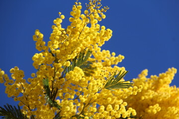 Fleurs de mimosa # 31