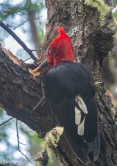 Magellanic woodpecker (Campephilus magellanicus) extracting a wood-boring grub, Tamango National Reserve, Patagonia National Park, Cochrane, Chile