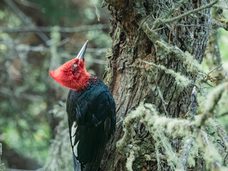 Magellanic woodpecker (Campephilus magellanicus) extracting a wood-boring grub, Tamango National Reserve, Patagonia National Park, Cochrane, Chile