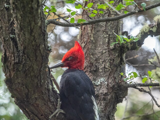 Magellanic woodpecker (Campephilus magellanicus) extracting a wood-boring grub, Tamango National Reserve, Patagonia National Park, Cochrane, Chile
