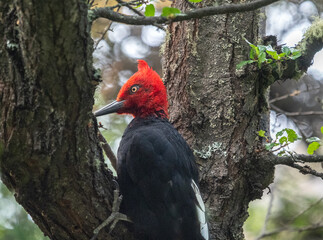 Magellanic woodpecker (Campephilus magellanicus) extracting a wood-boring grub, Tamango National...